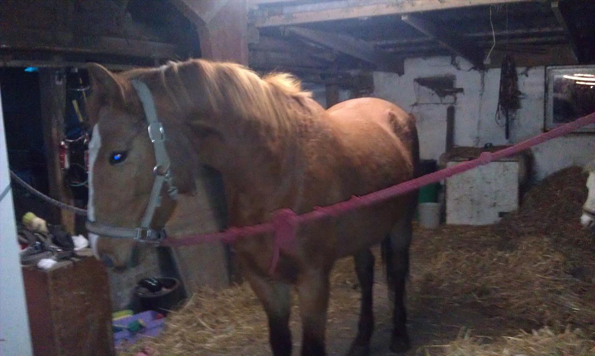 Frederiksborg Mie Bøgelund billede 14