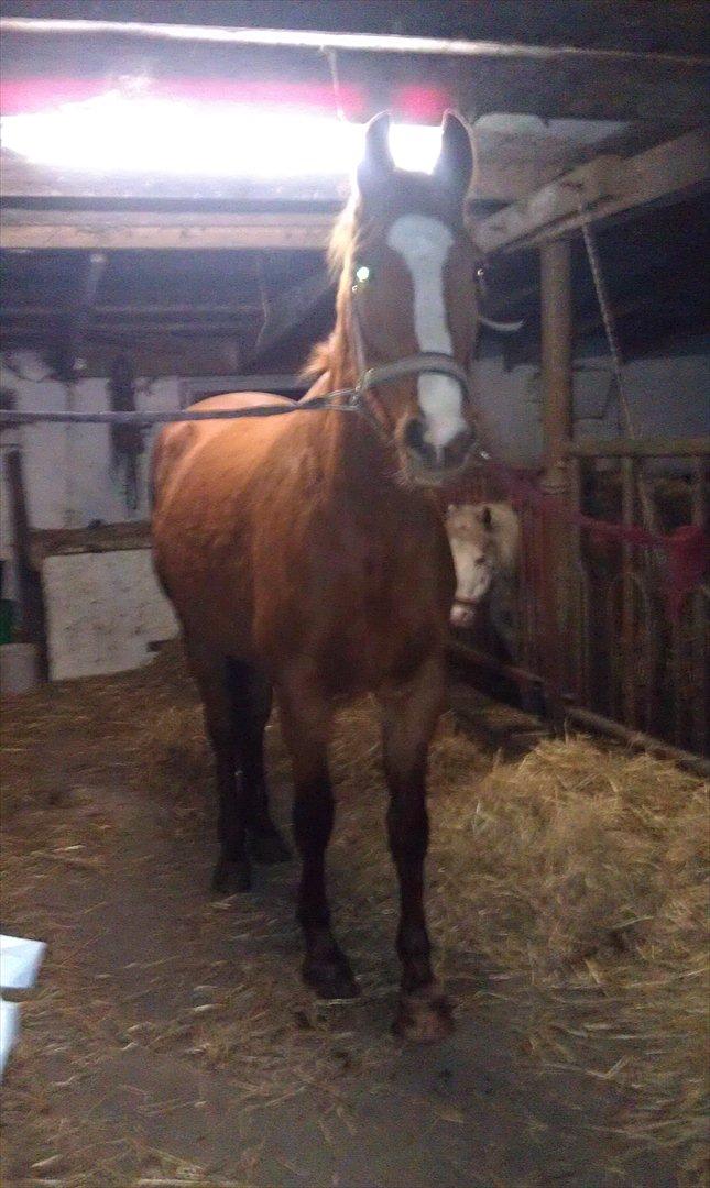 Frederiksborg Mie Bøgelund billede 15