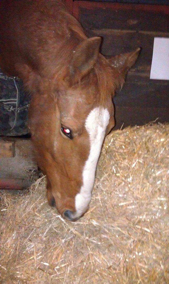 Frederiksborg Mie Bøgelund billede 16