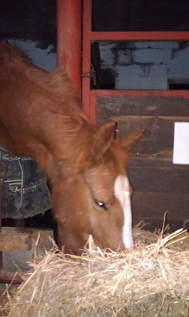 Frederiksborg Mie Bøgelund billede 17