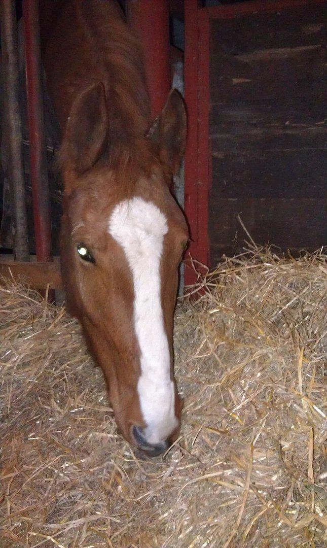 Frederiksborg Mie Bøgelund billede 19