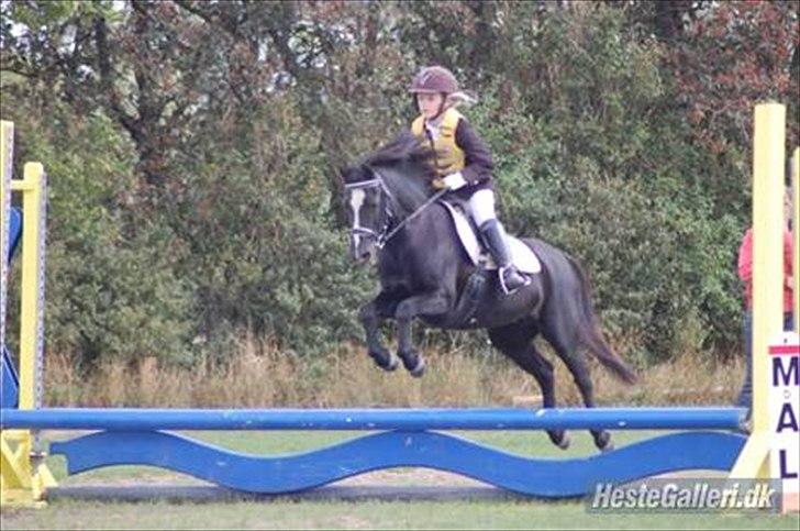 Welsh Mountain (sec A) Dorthealyst Rachel - Klubmesterskab 2009 vi vandt :) billede 4