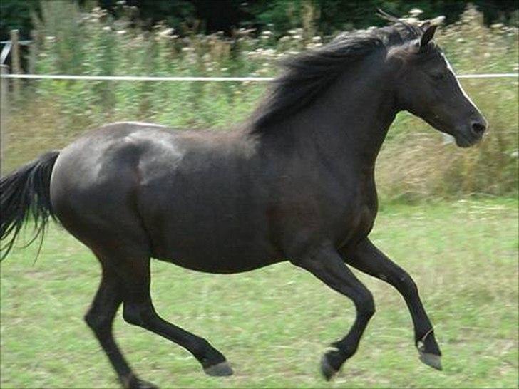 Welsh Mountain (sec A) Dorthealyst Rachel - på fold billede 7