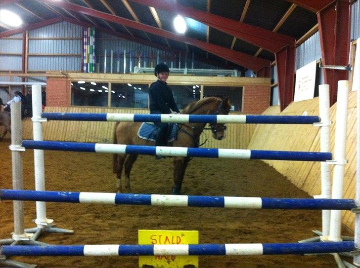 Anden særlig race Mix <3  - 140 cm sprang Mix og jeg den 21/12-11 billede 17