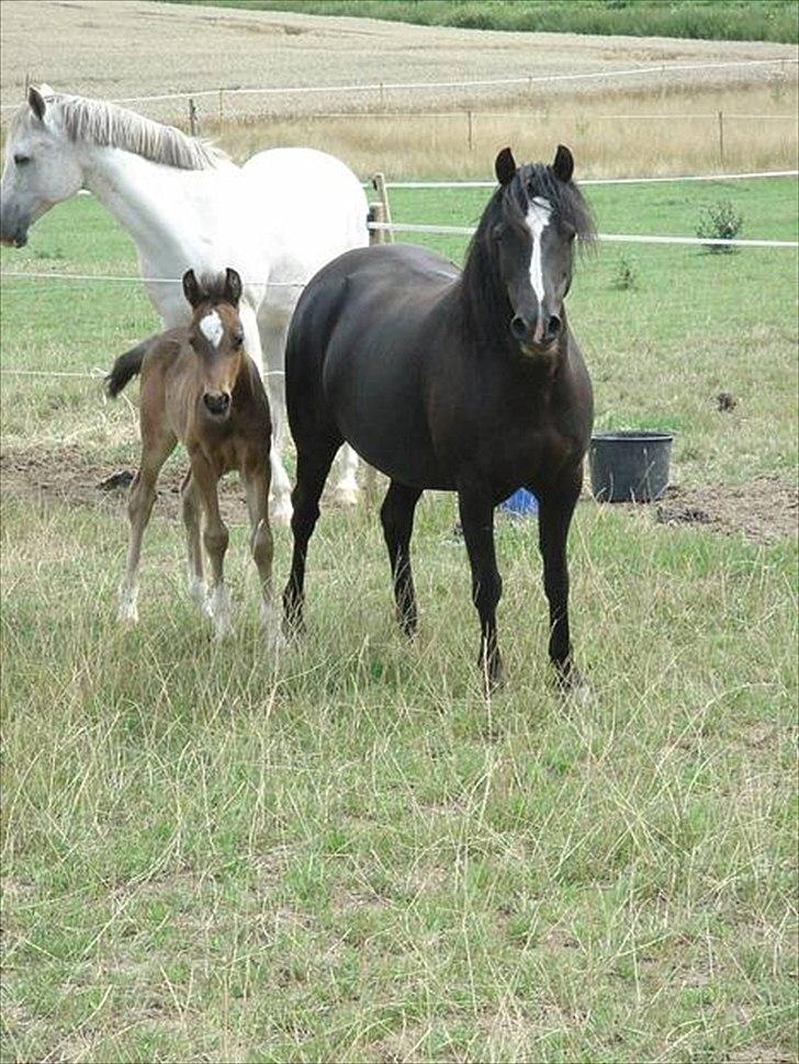 Welsh Mountain (sec A) Dorthealyst Rachel - Rachel med sit lille føl Billy boy billede 8