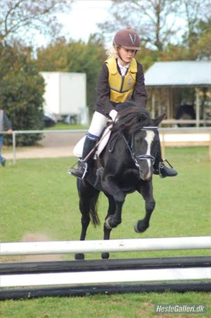 Welsh Mountain (sec A) Dorthealyst Rachel - klubmesterskab 2009 vi vandt :) billede 5