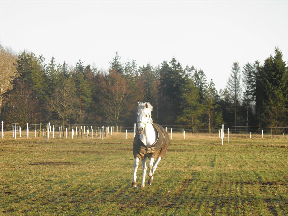 Anden særlig race Stella *solgt:,(<3* - i dream, dream about you, people says drem come true, and i love you<3 billede 16