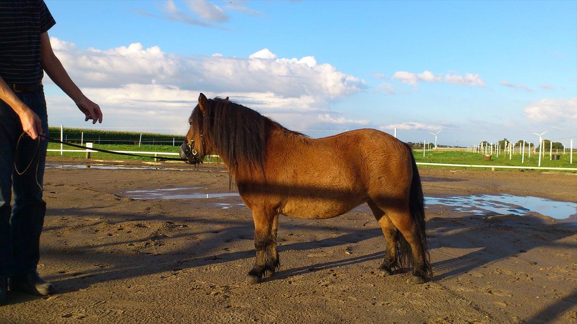 Shetlænder Stald Haven´s  Chloe billede 8