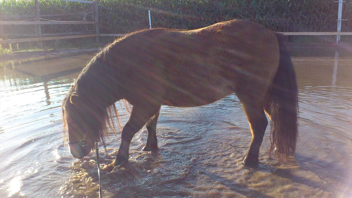 Shetlænder Stald Haven´s  Chloe billede 9