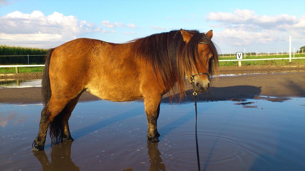 Shetlænder Stald Haven´s  Chloe billede 10