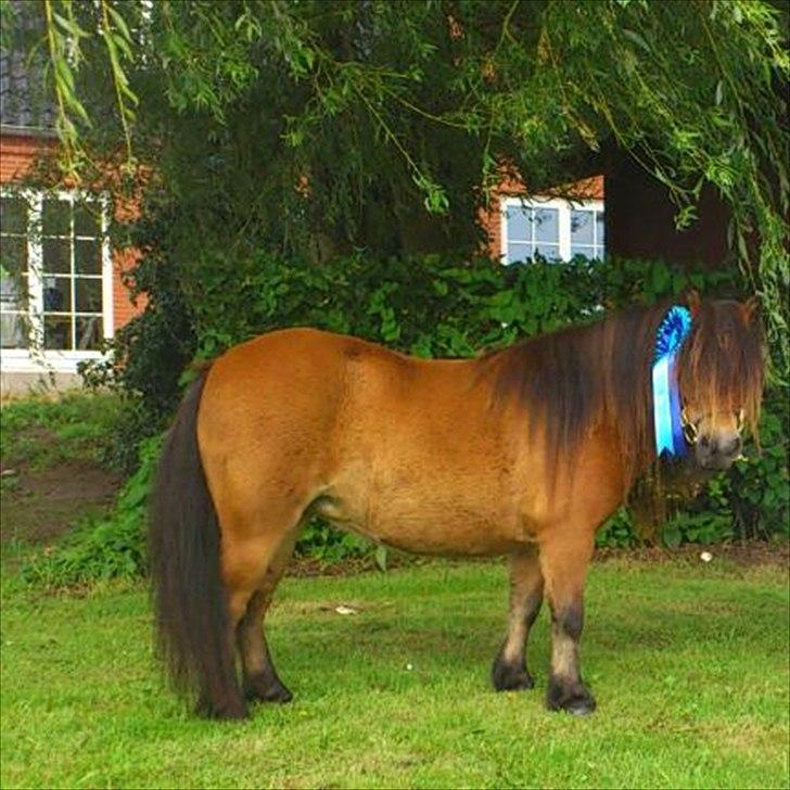 Shetlænder Stald Haven´s  Chloe billede 11