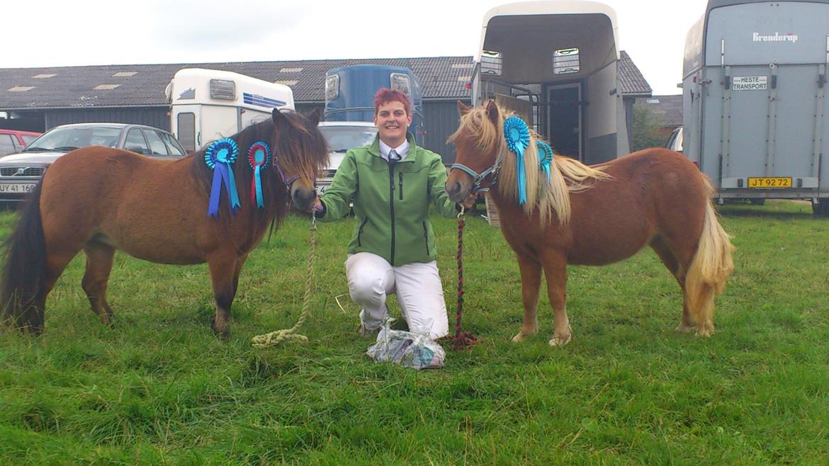 Shetlænder Stald Haven´s  Chloe billede 12