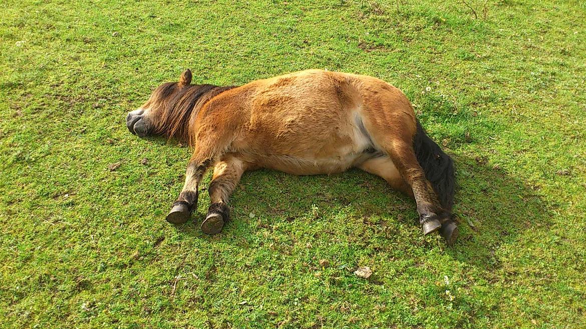 Shetlænder Stald Haven´s  Chloe billede 13