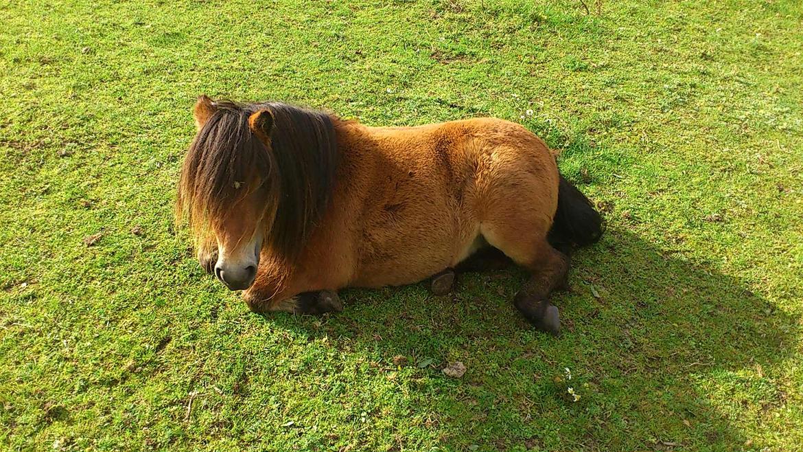 Shetlænder Stald Haven´s  Chloe billede 14