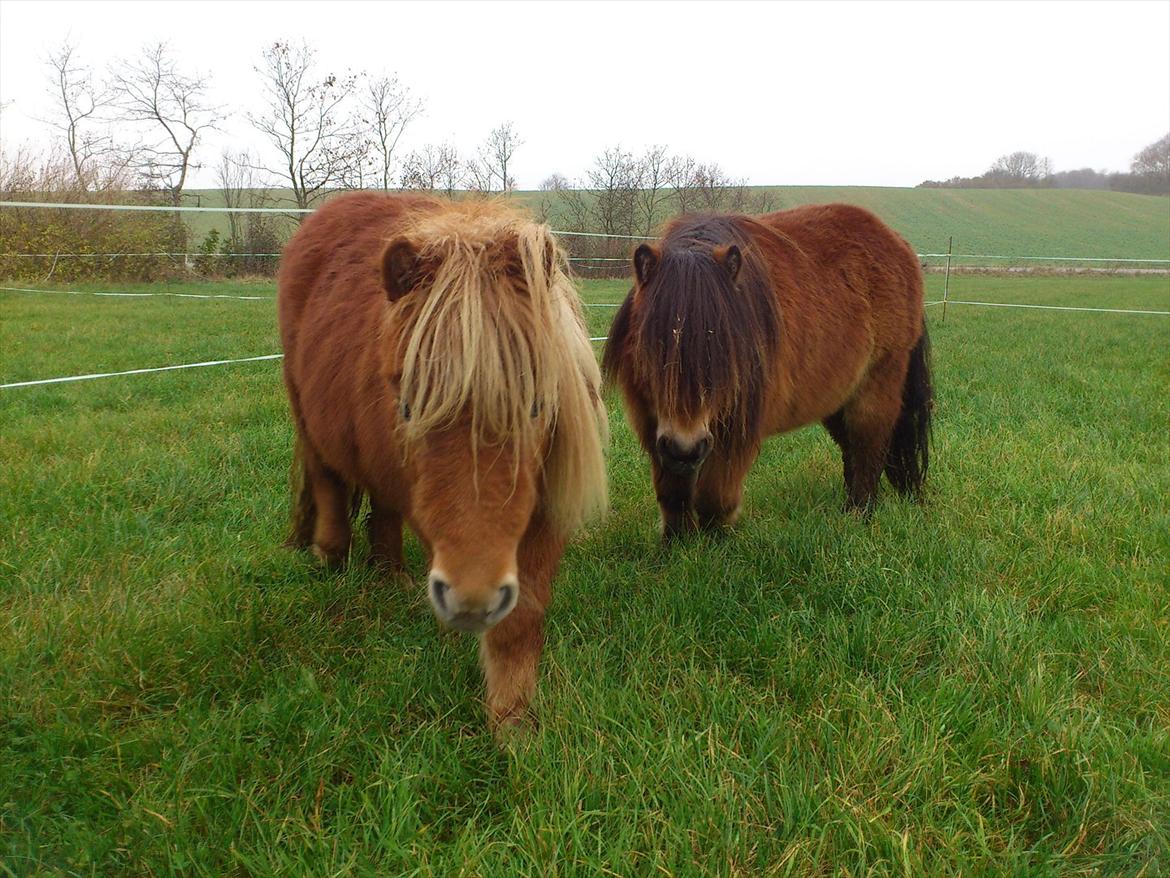 Shetlænder Stald Haven´s  Chloe billede 15