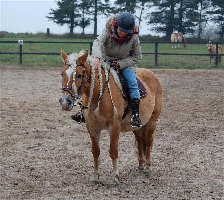 Haflinger Angelique - Første gang, i ikke-ridetøj billede 6