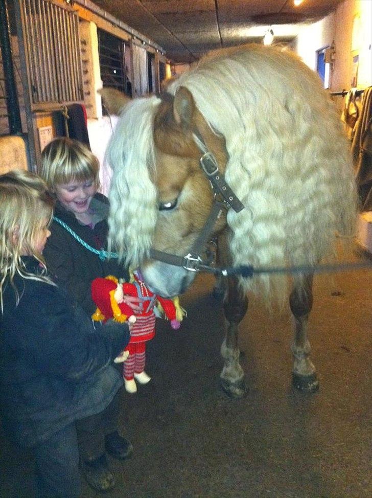 Haflinger Angelique - Se Angelique, nisser :) billede 7