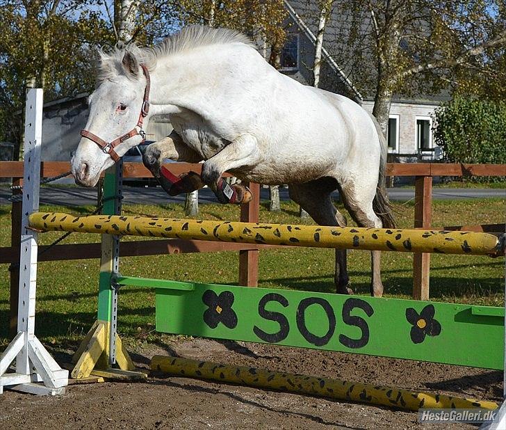 Anden særlig race Jasmine (Snuske) - LØSSPRINGNING!! billede 9