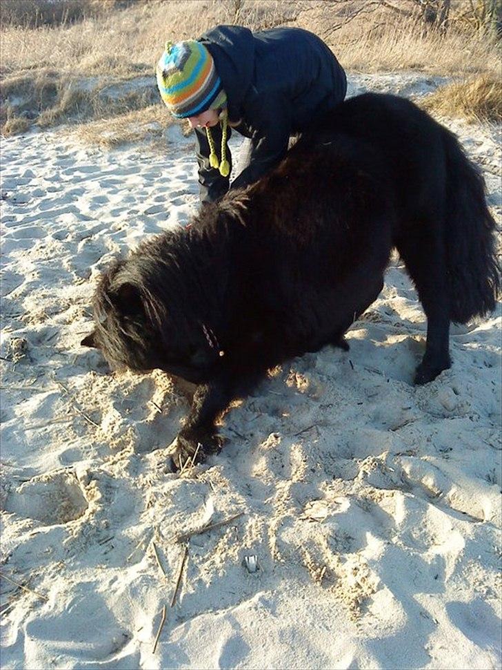 Anden særlig race Standgaardens Lucas. - Neje! 
Du fandme en sej lille trold! <3 billede 11