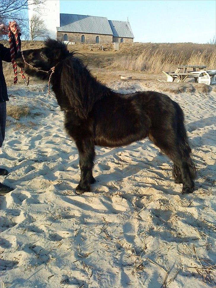 Anden særlig race Standgaardens Lucas. - Dreng!..
Du min og det vil du altid være!  billede 8