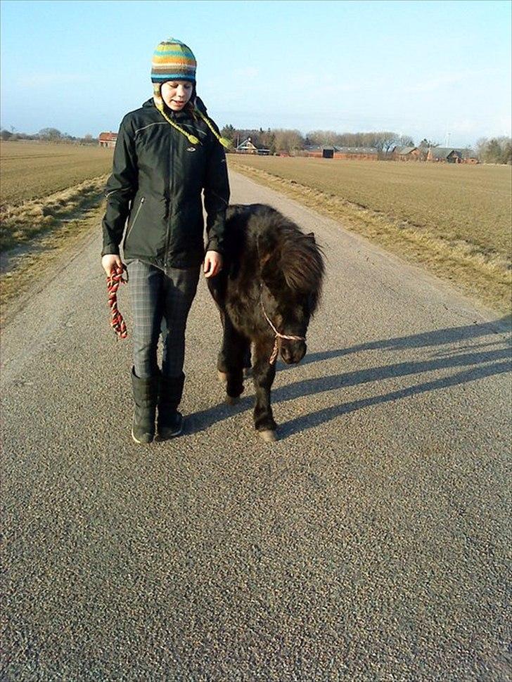 Anden særlig race Standgaardens Lucas. - På tur uden snor. billede 4
