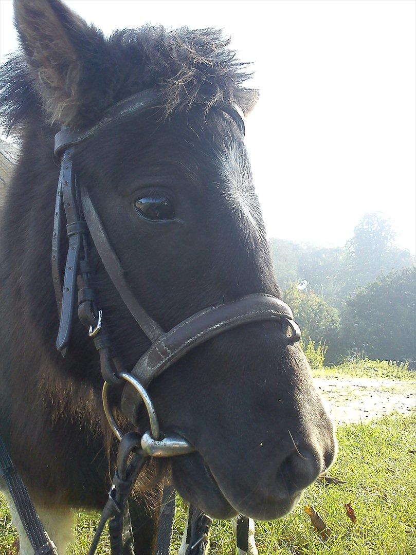 Shetlænder Zika billede 10