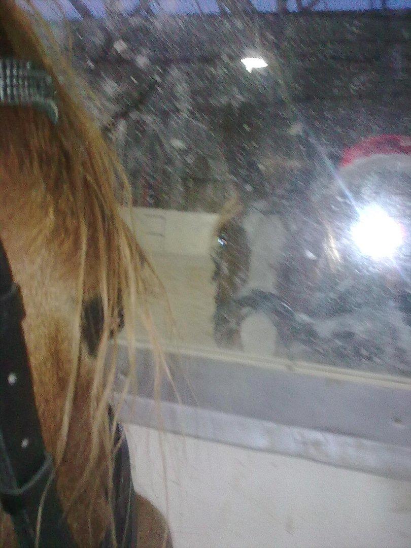 Anden særlig race Thunder Boy billede 14