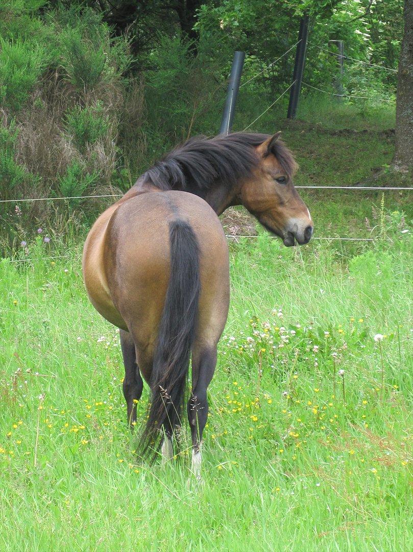 Anden særlig race Tarzan billede 1