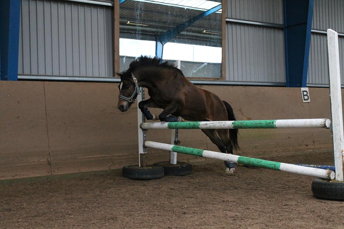Anden særlig race Tarzan billede 2