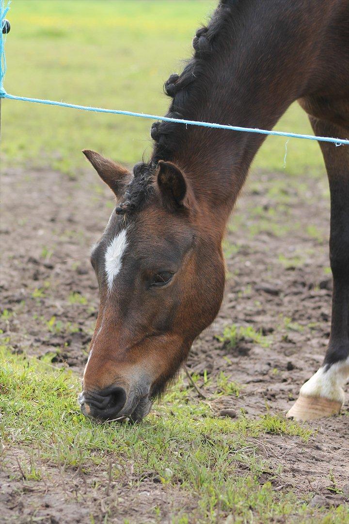 Anden særlig race Tarzan billede 8