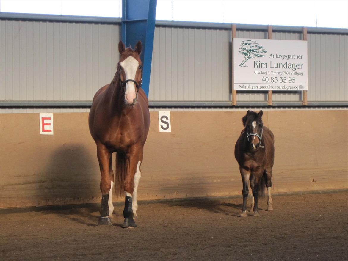 Anden særlig race Tarzan billede 9