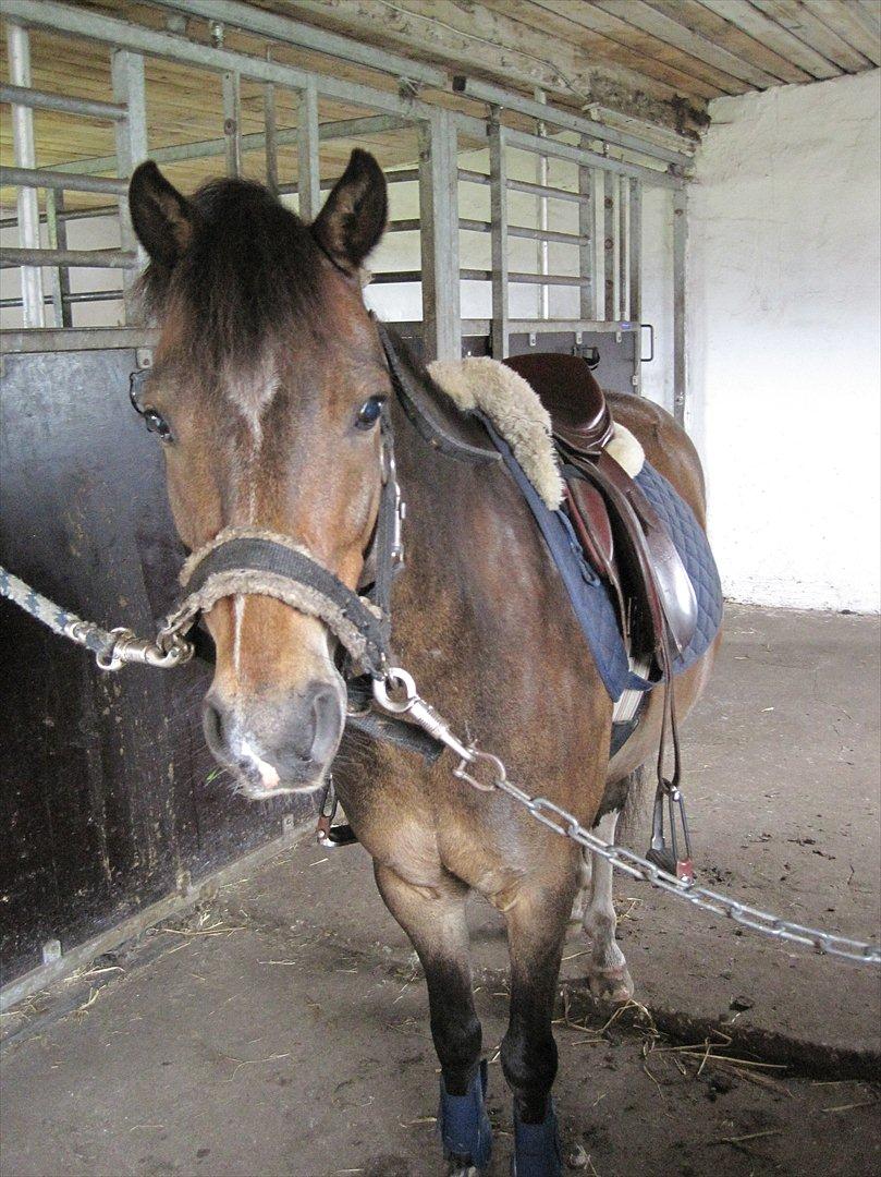 Anden særlig race Tarzan billede 10