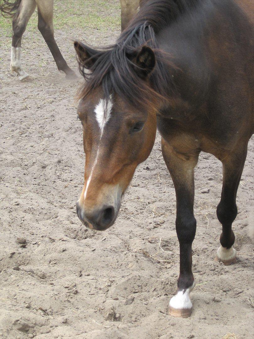 Anden særlig race Tarzan billede 12