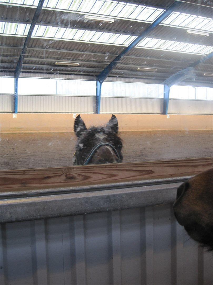 Anden særlig race Tarzan billede 13