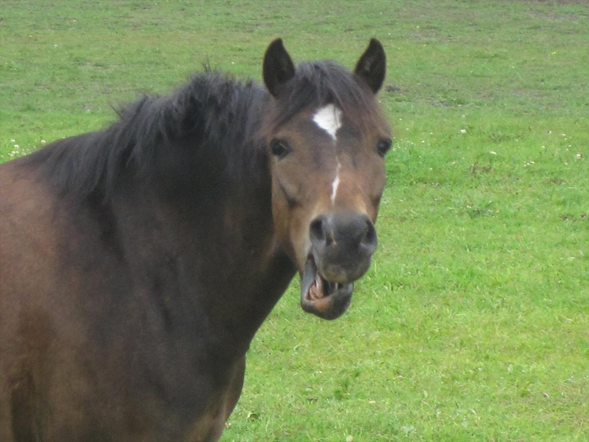 Anden særlig race Tarzan billede 15