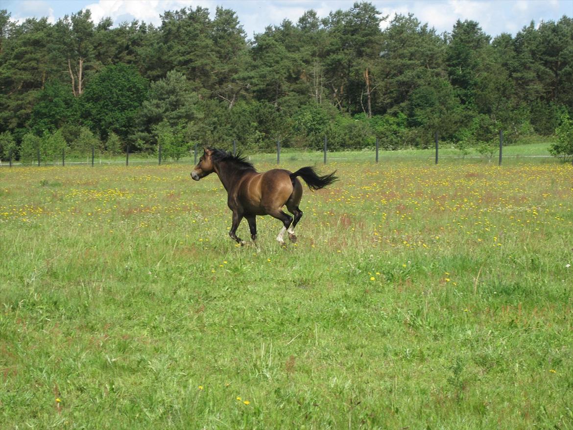 Anden særlig race Tarzan billede 16