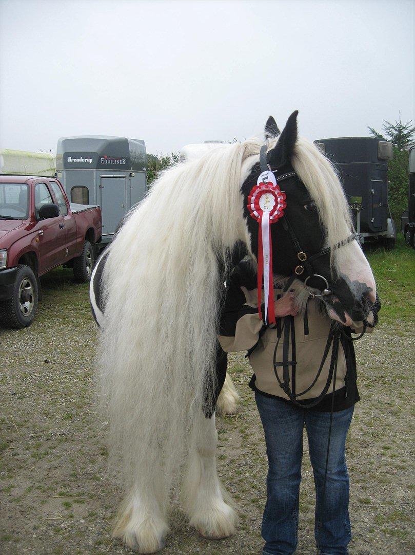 Tinker Sir Aragorn - En smuk fyr, dagens bedste ( efter Sheik) billede 19