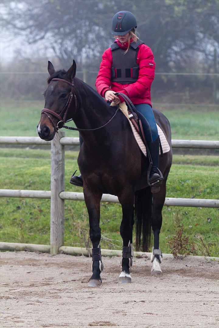 Anden særlig race Afrodite billede 4