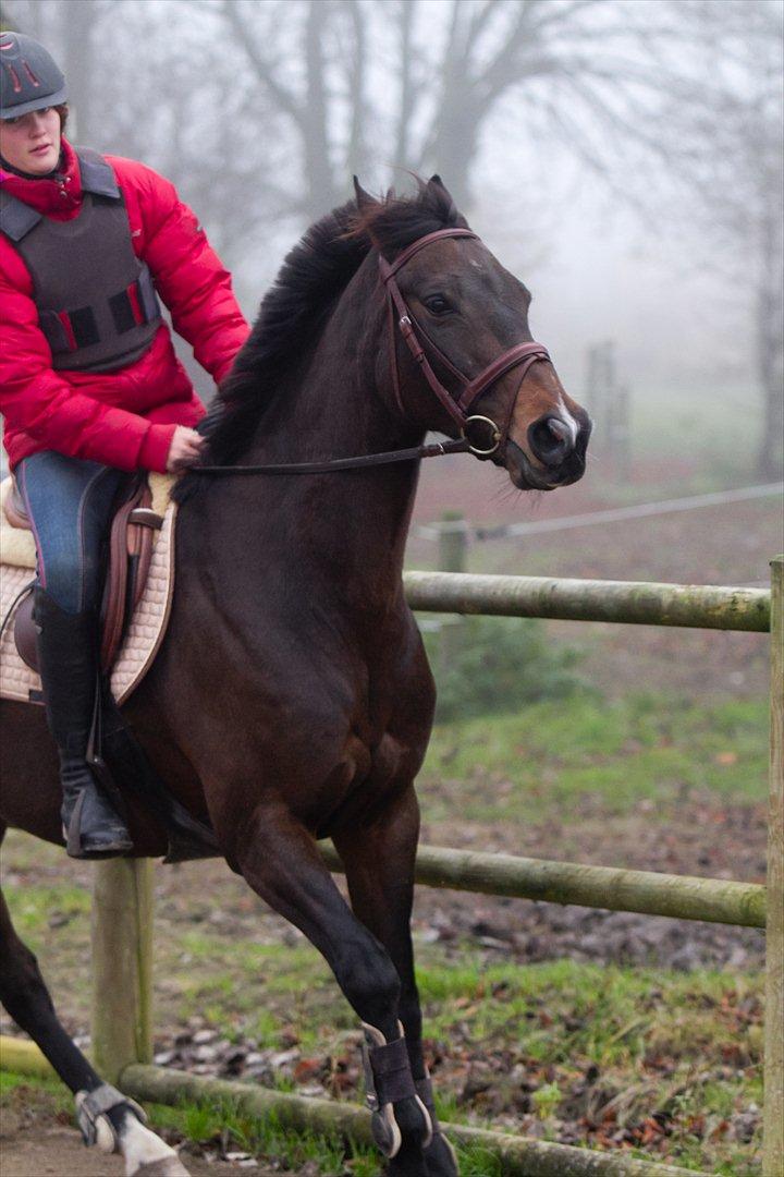 Anden særlig race Afrodite billede 6