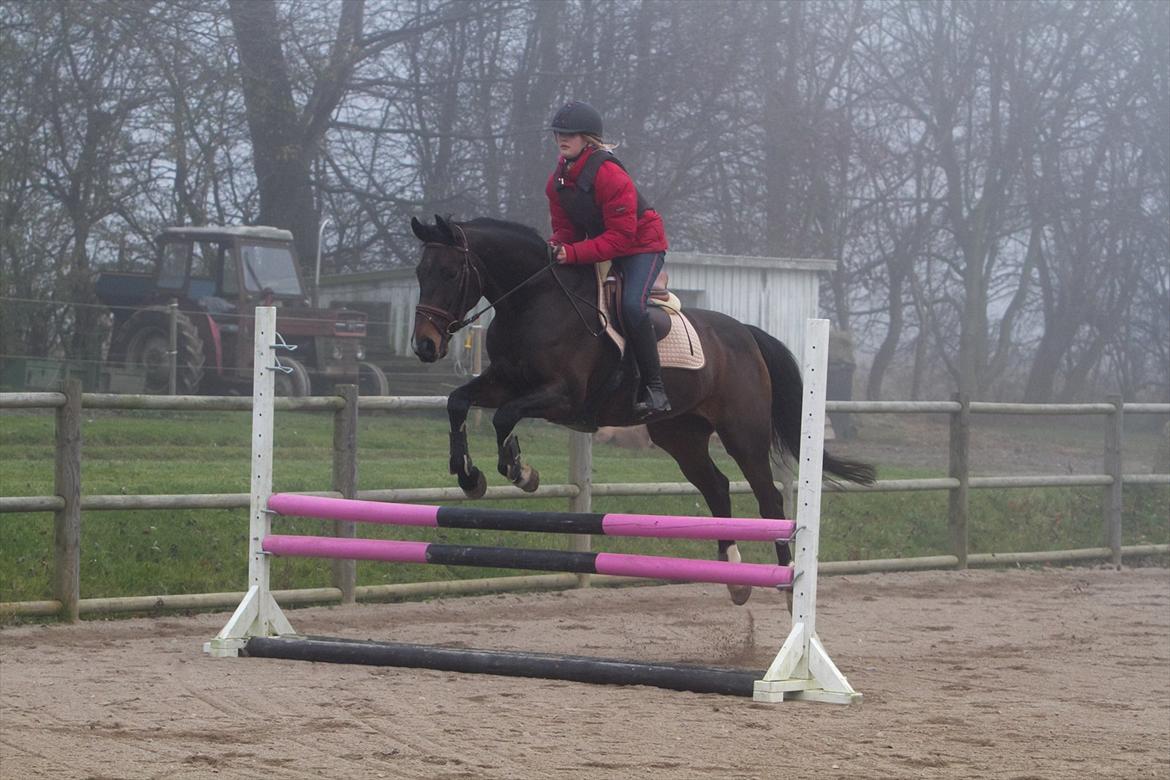 Anden særlig race Afrodite billede 9