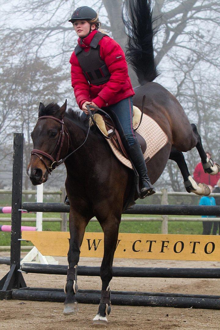 Anden særlig race Afrodite billede 13