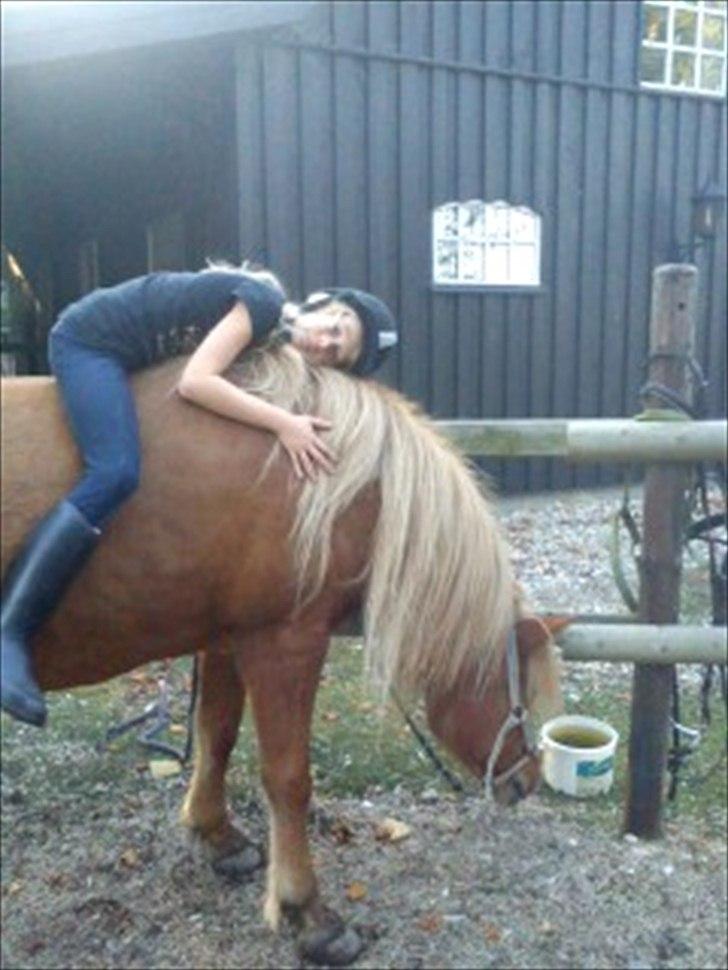 Islænder *Stjerne*! (rider) billede 12