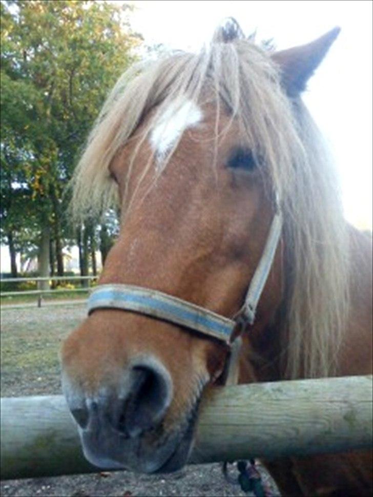 Islænder *Stjerne*! (rider) billede 14