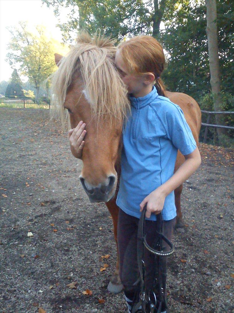 Islænder *Stjerne*! (rider) billede 2