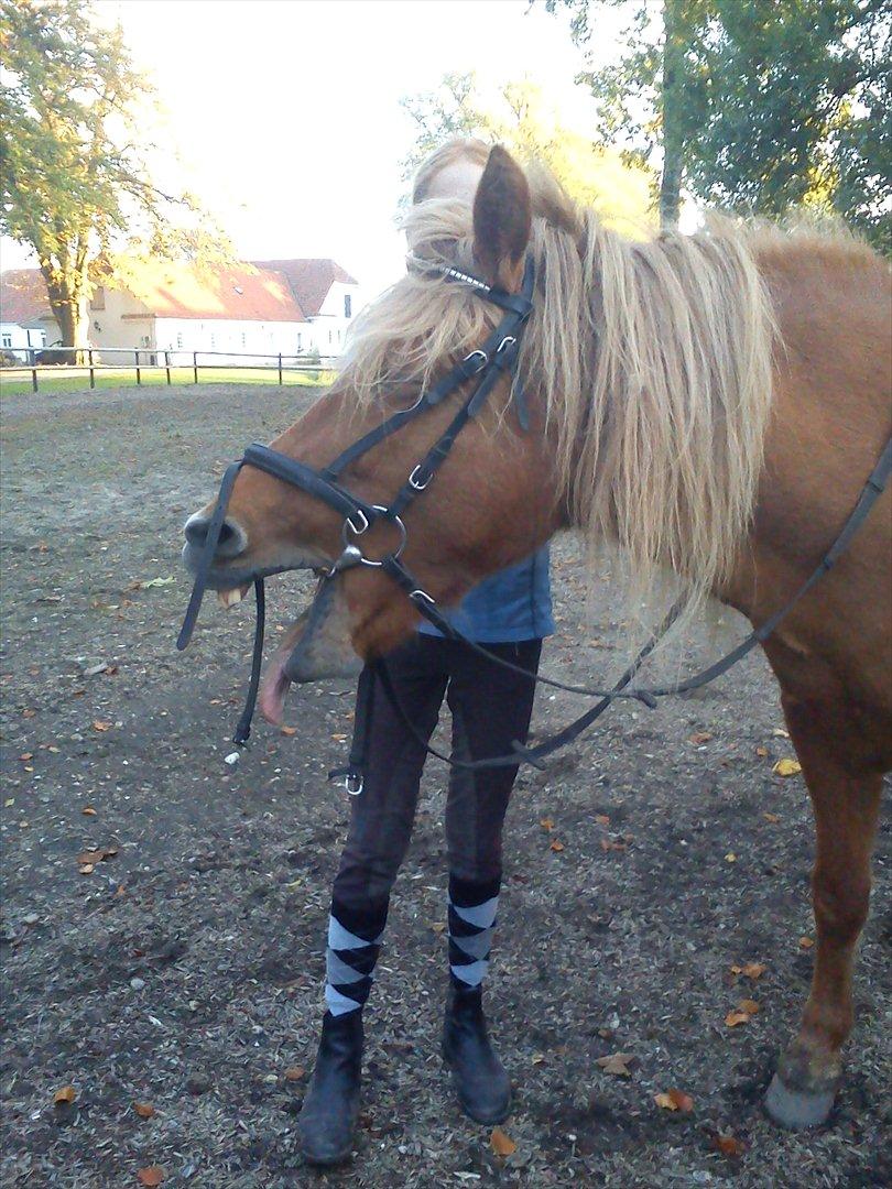 Islænder *Stjerne*! (rider) billede 15