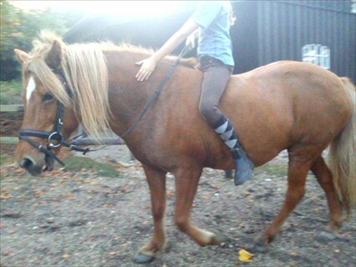 Islænder *Stjerne*! (rider) billede 16