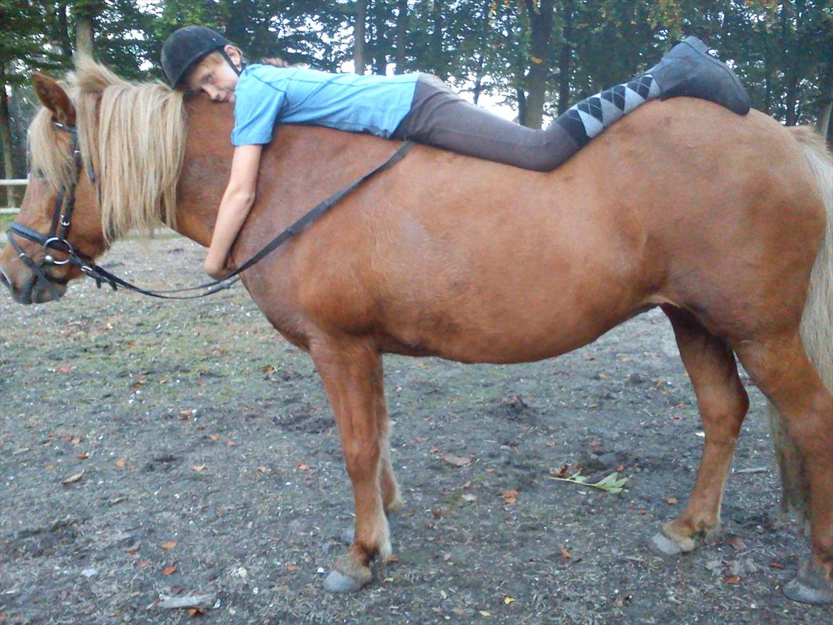 Islænder *Stjerne*! (rider) billede 17