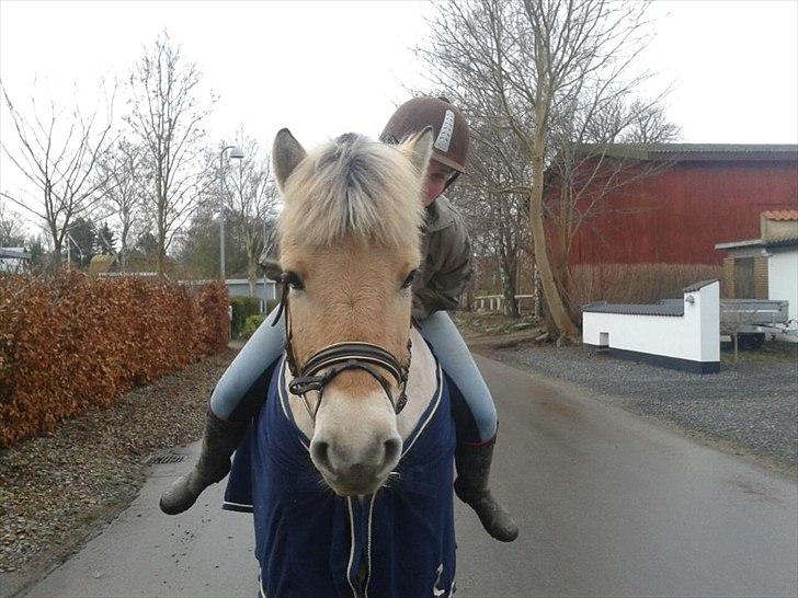 Fjordhest Asterix - Hygge nygge ;* billede 3