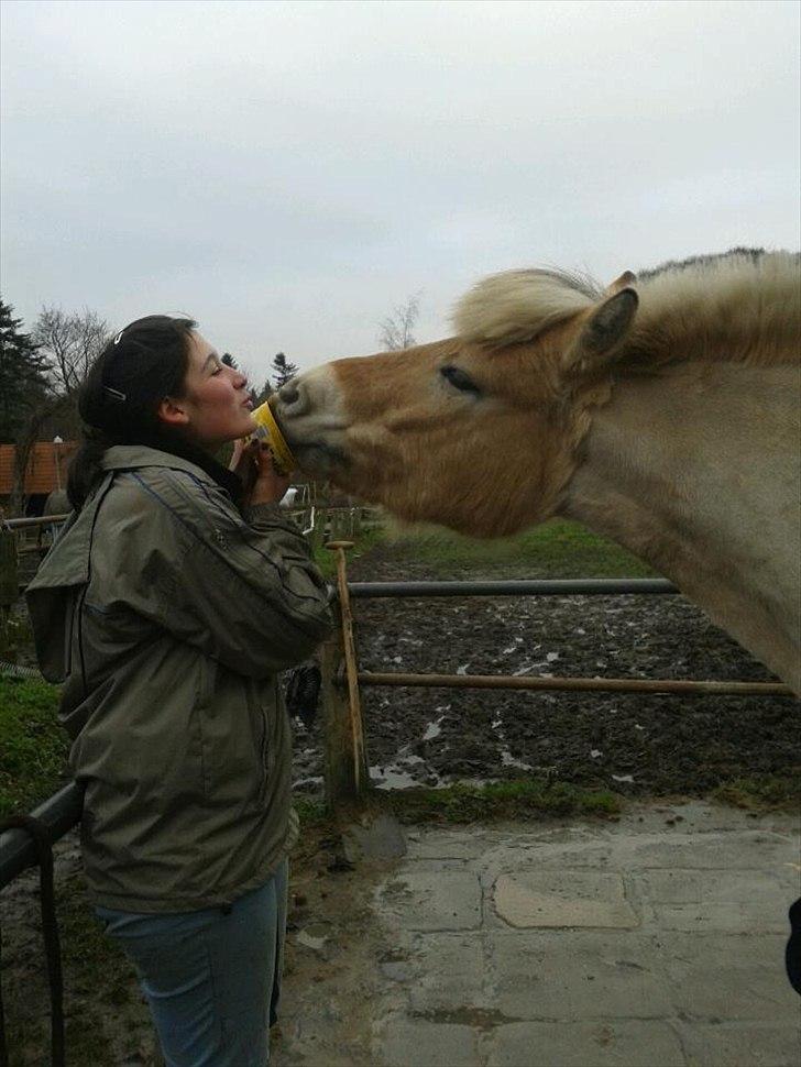 Fjordhest Asterix - Møøøøs! ;* billede 4