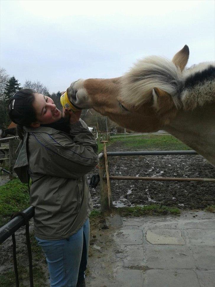 Fjordhest Asterix - Sliiik! :D billede 5